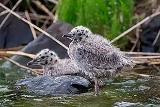 Птенец чайки