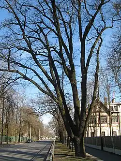 Начало Павловского шоссе (у дома 4)