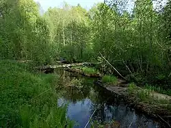 Река Ракитинка у границы заказника Север Мшинского болота