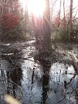 Слогавка в городском округе Павловский Посад