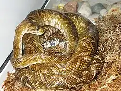 Садовый (узкобрюхий) удав (Corallus enydris)