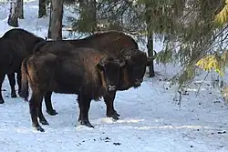 Самец и самка европейского зубра (2015 год)