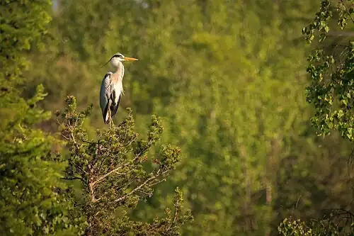 Серая цапля