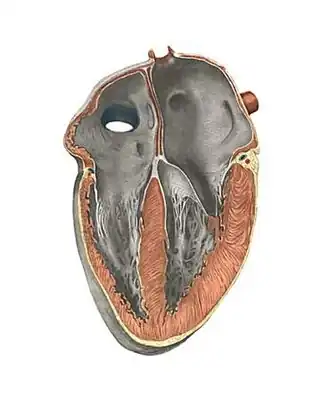 Расположение предсердия