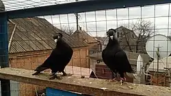 Бойные голуби  Славянские.