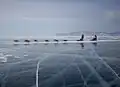 Собачья упряжка на Байкале