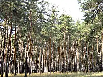 Сосновый лес в Песочине