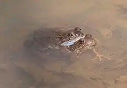 Травяные лягушки спариваются в воде. Битцевский лес.