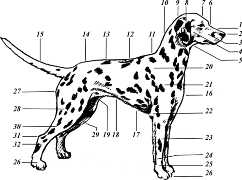 Кинологические термины31 мая 2015