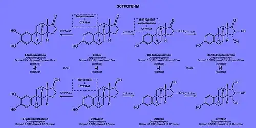 Биосинтез эстрогенов