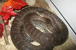 Стройный удав (Epicrates striatus)