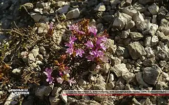 Тимьян меловой или Богородицкая трава