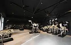 Музей туристического комплекса грязевых вулканов