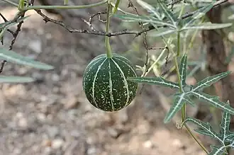 Общий вид растения