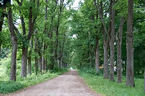 Усадебная дорога летом (2019)