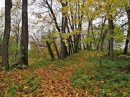 Парк с остатками аллеи