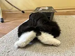 Хвост у полудлинношерстного курильского бобтейла является пушистым и с длинной, отросшей шерстью.