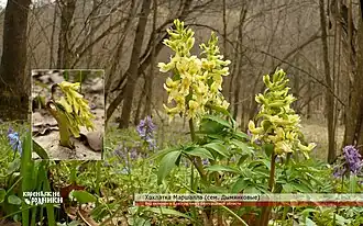 Хохлатка Маршалла