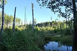 Заболоченный участок реки Цаплинка недалеко от деревни Александрово, примерно в 2 км от истока