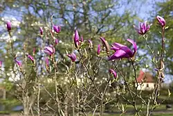 Цветение магнолии в апреле