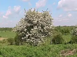 Цветущие дикие яблони в Андрюшино
