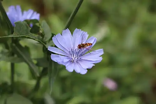 Журчалка на цветке цикория