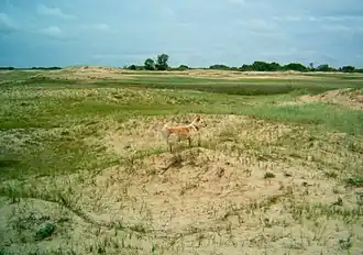 Цимлянские пески возле х. Тормосин