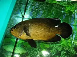 Цихлида оскар, или глазчатый астронотус (Astronotus ocellatus)