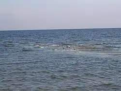 Чайки на мелководье Мексиканского залива