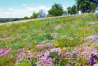 Чебре́ц на просторах степи