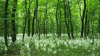 Члинский лес в Ставрополе