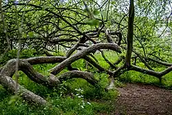 Яблоня-колония