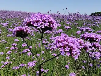 Вербена буэнос-айресская