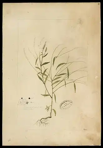 Microtea glochidiata