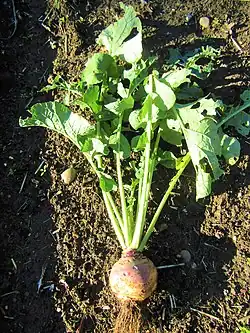 Свежевыкопанная брюква из Англии