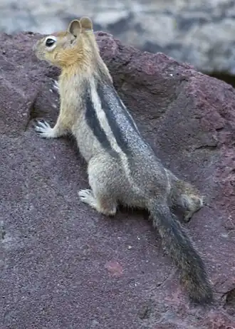 Золотистый суслик (Callospermophilus lateralis)