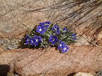 Аптозимум неразделенный (Aptosimum indivisum)