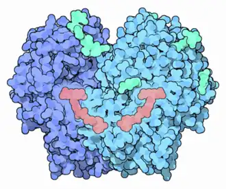 Трёхмерная структура глюкозоксидазы