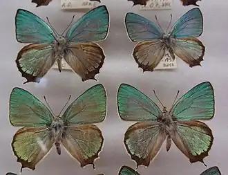 Зефир ультрамариновый