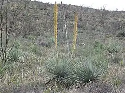 Dasylirion cedrosanum