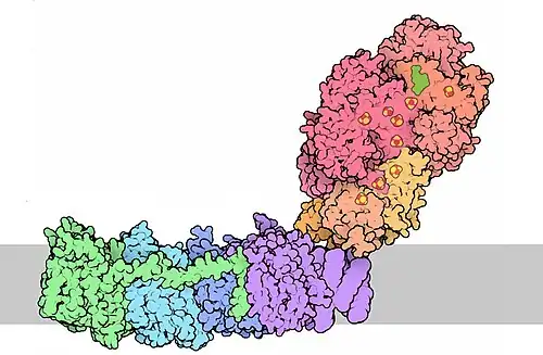НАДН-дегидрогеназный комплекс28 февраля 2016