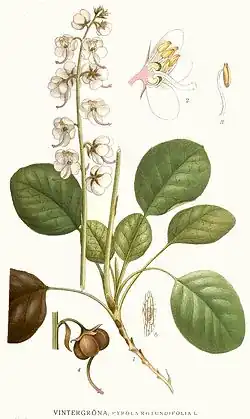 Грушанка круглолистная (Pyrola rotundifolia). Типовой вид типового рода трибы. Ботаническая иллюстрация из книги К. А. М. Линдмана Bilder ur Nordens Flora, 1917—1926