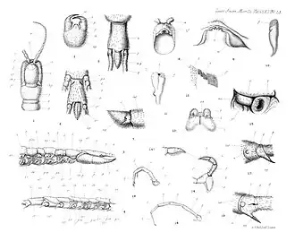 Craterostigmus tasmanianus