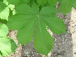 Пальчатый лист, Конский каштан обыкновенный (Aesculus hippocastanum)