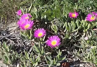 Carpobrotus quadrifidus