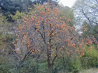 Хурма восточная