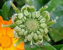 Неспелое соплодие