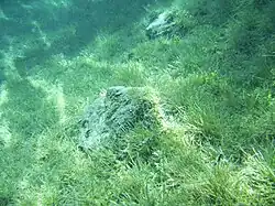 Донная растительность