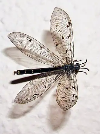 Имаго Euroleon nostras