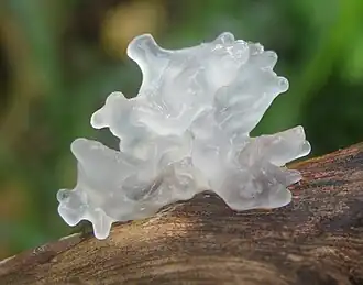 Tremella fuciformis